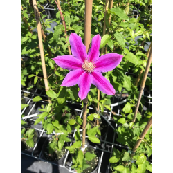 Клематис (Clematis Doctor Ruppel)
