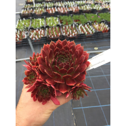  Sempervivum'BigSam Country Red' (Семпервириум червена страна)