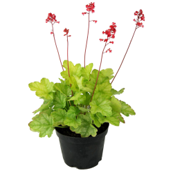 КАТ.№ 100551 Heuhera briz. 'Scarlet Flame'