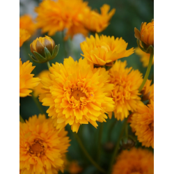  КАТ.№ 101304 Coreopsis grandiflora Sunray