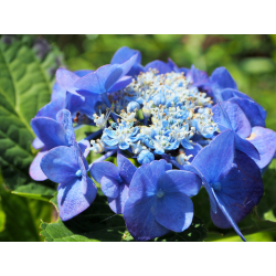 Хортензия макрофила „Blaumeise“