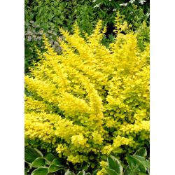 КАТ.№ 100026 Berberis th. ''Aurea' 25/30