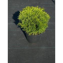 КАТ.№ 101080 Thuja occ. 'Danica' 15/20