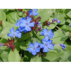 Ceratostigma plumbaginoides blue(Цератостигма Синя)