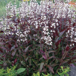 Penstemon Onyx and Pearls (Пенстемон Оникс и Перли)