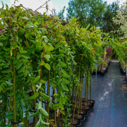 Salix integra pendula (Японска плачеща върба)