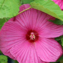 Hibiscus Luna Rose (Хибискус Розова луна)