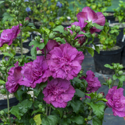 Hibiscus Magenta Chiffon (Хибискус Пурпурен шифон)