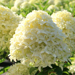 Hydrangea pan. Skyfall (Хидрангеа Проливен дъжд)