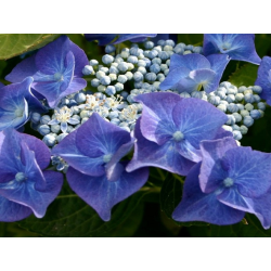 Hydrangea macr. Blue Wave(Хидрангея Синя вълна)
