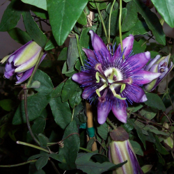 Passiflora Lavender Lady (Пасифлора Лавандулова дама)
