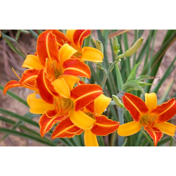 Hemerocallis Frans Hals (Хемерокалис Франс Халс)