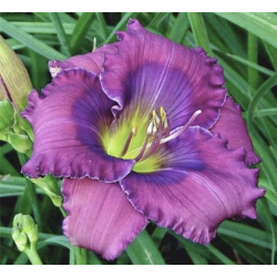 Hemerocallis Lavender Blue Baby (Лавандулово синьо бебе)