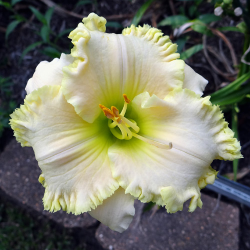 Hemerocallis Spacecoast White Out (Космически бял бряг)