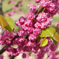 Cercis Pink Pom Pom(Церцис Позов понпон)