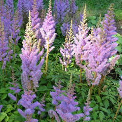 Astilbe chinensis Pumila-Астилбе китайско Пумила