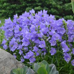 Campanula persicifolia- кампанула