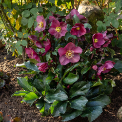 Helleborus Elance Кукуряк Еланс