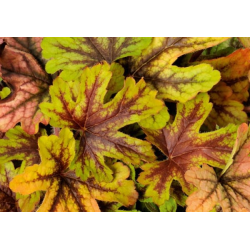 Heuchera ‘Zebra’ Хойхера Зебра