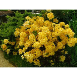 Azalea Annece Азалия Анес