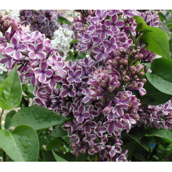 Syringa vulgaris Sensation Люляк Сензация