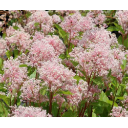 Ceanothus Marie Simon Цеанотус Мари Симон