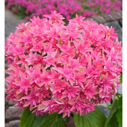 Hydrangea princess Diana Хидрангея принцеса Даяна
