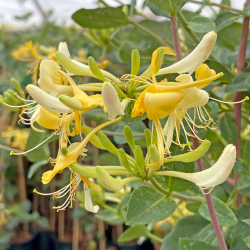 Lonicera Graham Thomas Лоницера Греъм Томас