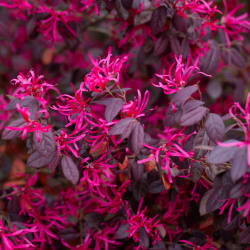Loropetalum chinensis Fire dance Лоропеталум Огнен танц