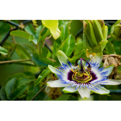 Passiflora caerulea Пасифлора керулеа