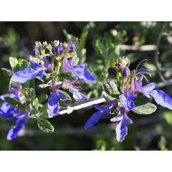 Teucrium fruticans Теукриум-Подъбиче