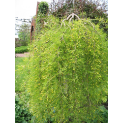 Caragana arborescens pendula Карагана плачеща