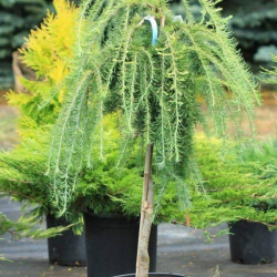 Larix decidua ‘Pendula’ Плачеща лиственица