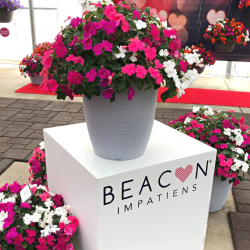 Impatiens Beacon Импатиенс Бийкън