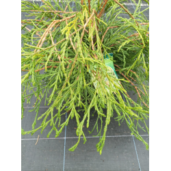 Thuja plicata Туя Кагърс Бюти 