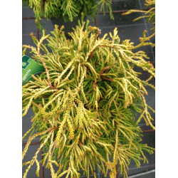 Chamaecyparis obtusa ‘Gitte’ Лъжекипарис Дай