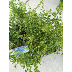 Ceanothus ‘El Dorado’ Цеанотус Ел Дорадо