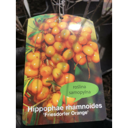 Hippophae rhamnoides Хипофей рамноидес (Облепиха)