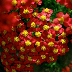 Achillea Cherry  Ахилея Череша