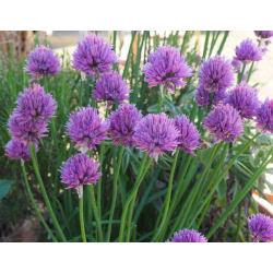 Allium schoenoprasum Сибирски лук