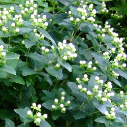 Hypericum ‘Pocket White’ Хиперикум бели джобни камъчета