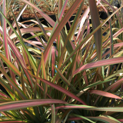 Phormium ‘Jester’ Формиум Джестър