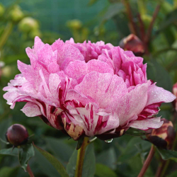 Paeonia The Fawn Божур Еленчето