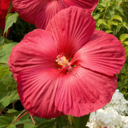 Hibiscus Luna Red Хибискус Луна червен