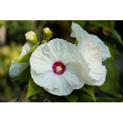 Hibiscus Luna White Хибискус Луна бял