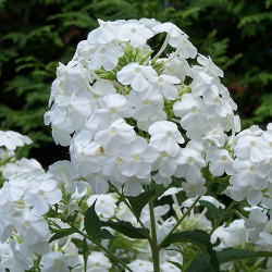 Phlox paniculata Early White Флокс Ранно бяло