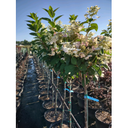 Hydrangea paniculata Fire Light Хидрангея Огнена светлина