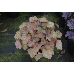 Heuchera Carnival Fall Festival Хойхера Есенен Фестивал