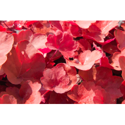 Heuchera Cinnamon Stick Хойхера Канелена пръчка