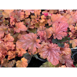 Heuchera Peach Parfait Хойхера Перфектна праскова